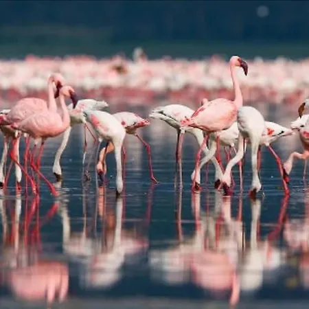 La Terra Dei Sogni Marsala