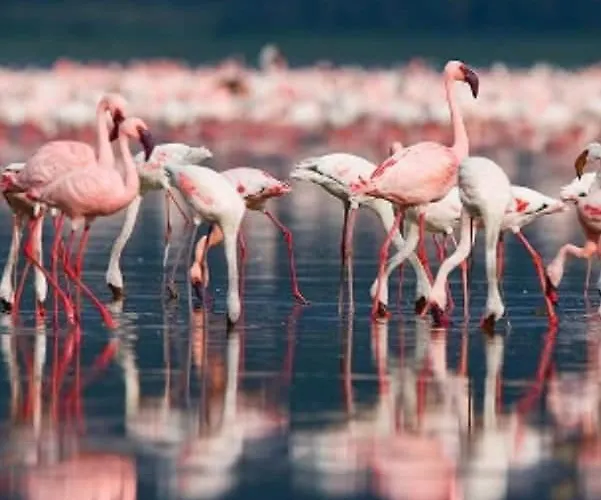 La Terra Dei Sogni Marsala